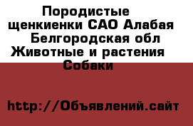   Породистые    щенкиенки САО(Алабая) - Белгородская обл. Животные и растения » Собаки   